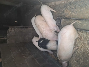 Vabd soldani in beltiug 