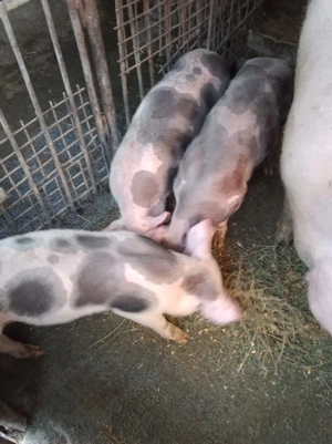 soldani purcei  - imagine 5