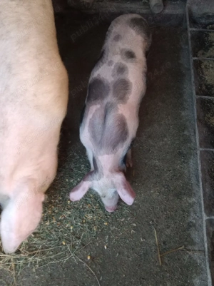 soldani purcei  - imagine 4