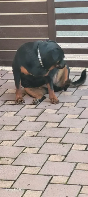 Rottweiler 2 ani jumate femela  - imagine 2