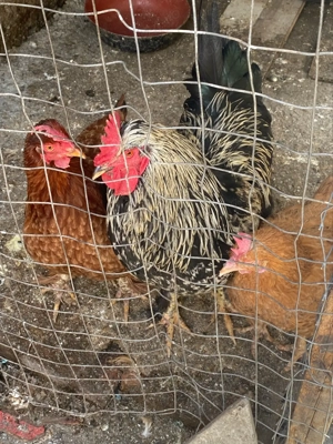 Vând un cocoși detalii mari cu două puicuțe - imagine 3