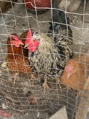 Vând un cocoși detalii mari cu două puicuțe - imagine 2