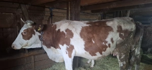 De vânzare vacă băltată românească  - imagine 2