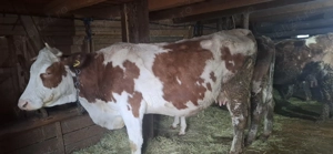 De vânzare vacă băltată românească  - imagine 3