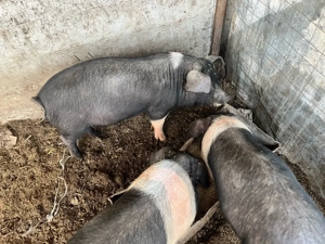 scrofite bazna - imagine 2