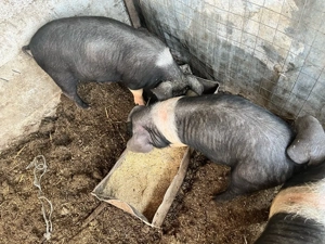 scrofite bazna - imagine 3