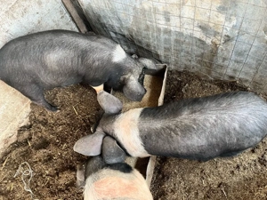 scrofite bazna - imagine 4