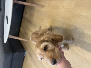 Cocker Spaniel de vanzare superb - imagine 2