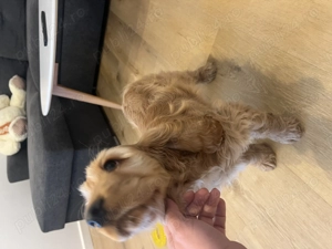 Cocker Spaniel de vanzare superb - imagine 3