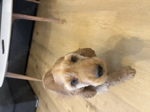 Cocker Spaniel de vanzare superb - imagine 4