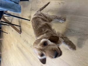 Cocker Spaniel de vanzare superb - imagine 5