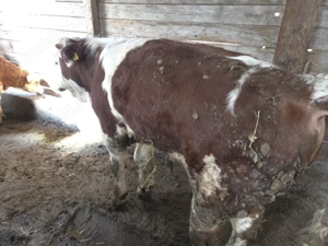 vand tauras baltat - imagine 4