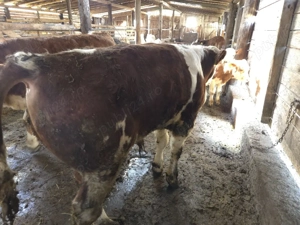 vand tauras baltat - imagine 5