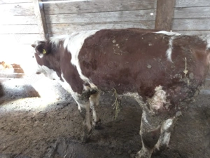 vand tauras baltat - imagine 2