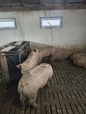 PORCI de carne  - imagine 2