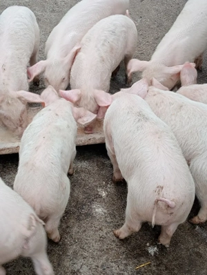 Grăsuni de vânzare 