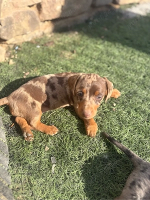 Catelusa Teckel pitic  - imagine 2