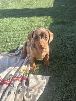 Catelusa Teckel pitic  - imagine 3