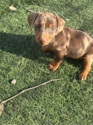 Catelusa Teckel pitic  - imagine 4