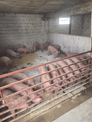 grasuni de la 30 la 60 de kg 