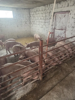 grasuni de la 30 la 60 de kg  - imagine 2