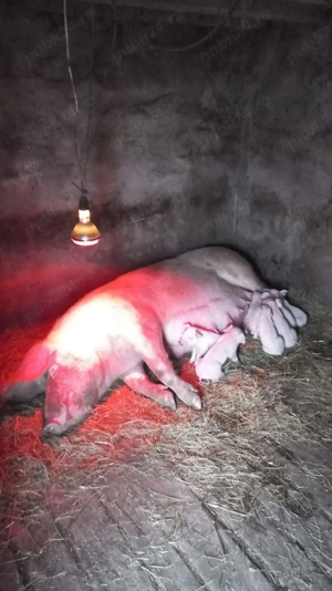 Scroafa cu purcei de vanzare