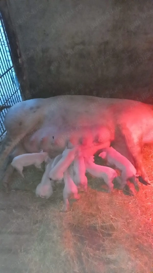 Scroafa cu purcei de vanzare - imagine 2