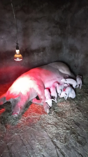 Scroafa cu purcei de vanzare - imagine 3