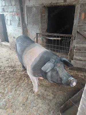 porci de vinzare