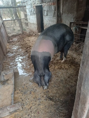 porci de vinzare - imagine 3