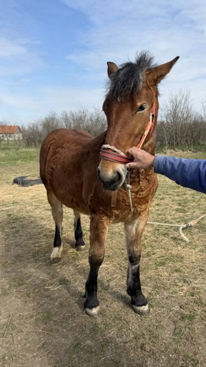 Vand Iapa semimurana gestanta si manz - imagine 3