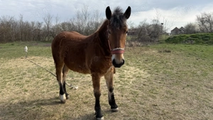 Vand Iapa semimurana gestanta si manz - imagine 4