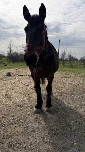 Vand Iapa semimurana gestanta si manz - imagine 2