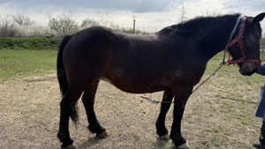 Vand Iapa semimurana gestanta si manz - imagine 5