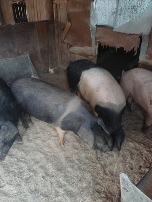 porci de vinzare - imagine 3