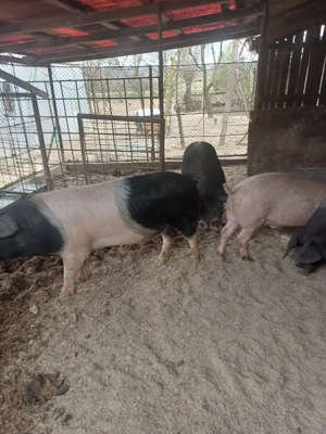 porci de vinzare - imagine 2