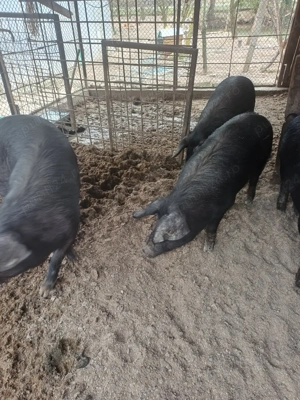 porci de vinzare - imagine 5