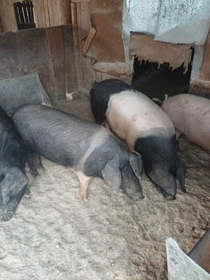 porci de vinzare - imagine 4