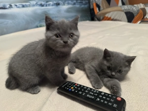 British shorthair