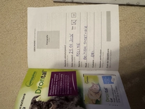 British shorthair - imagine 4