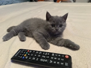 British shorthair - imagine 2