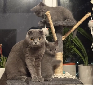 British shorthair - imagine 3