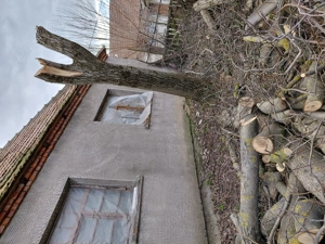 Vînd doi trunchi nuc