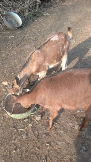 Iezi de capra - imagine 2