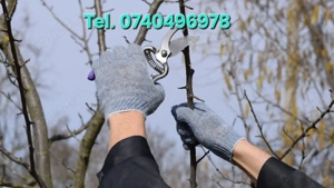 Curăt toaletare pomi.