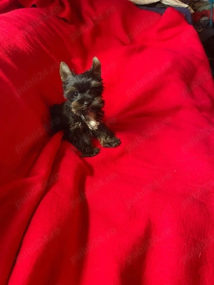 Yorkshire Terrier Pasaport Yorki Talie Mica Toy