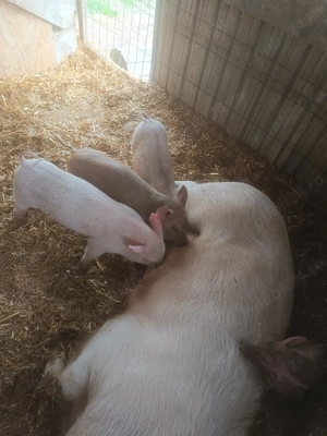 Vând purcei  - imagine 3