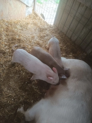 Vând purcei  - imagine 2