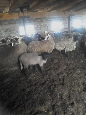 Vând 80 oii carabase, majoritatea cu miei restul în curs de fătare.  - imagine 2