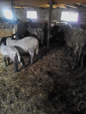 Vând 80 oii carabase, majoritatea cu miei restul în curs de fătare.  - imagine 5